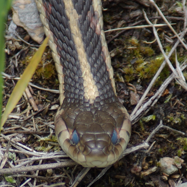 Photo of Thamnophis sirtalis by <a href="
http://shuswaplakephotos.wordpress.com/">Dawn Kellie</a>